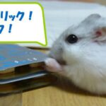 ハムスターういちゃん