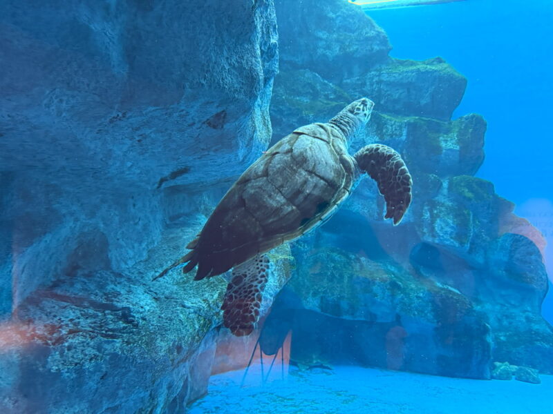 須磨水族館の写真