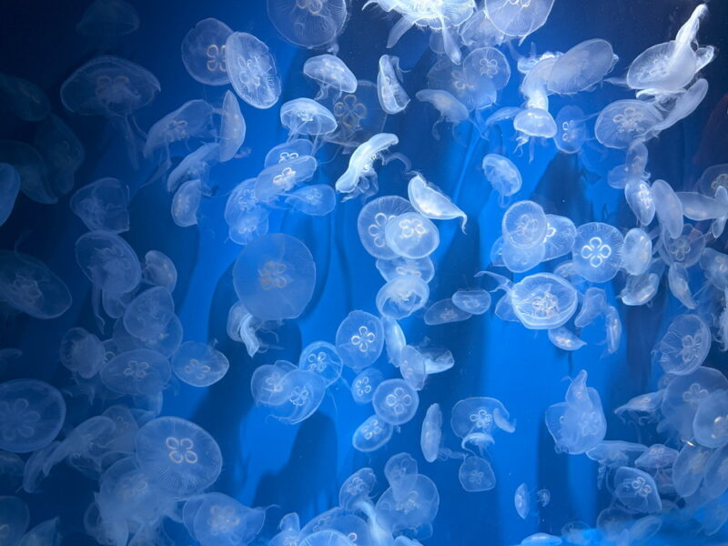 須磨水族館の写真