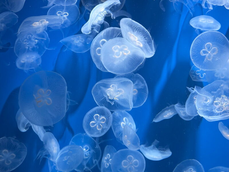 須磨水族館の写真