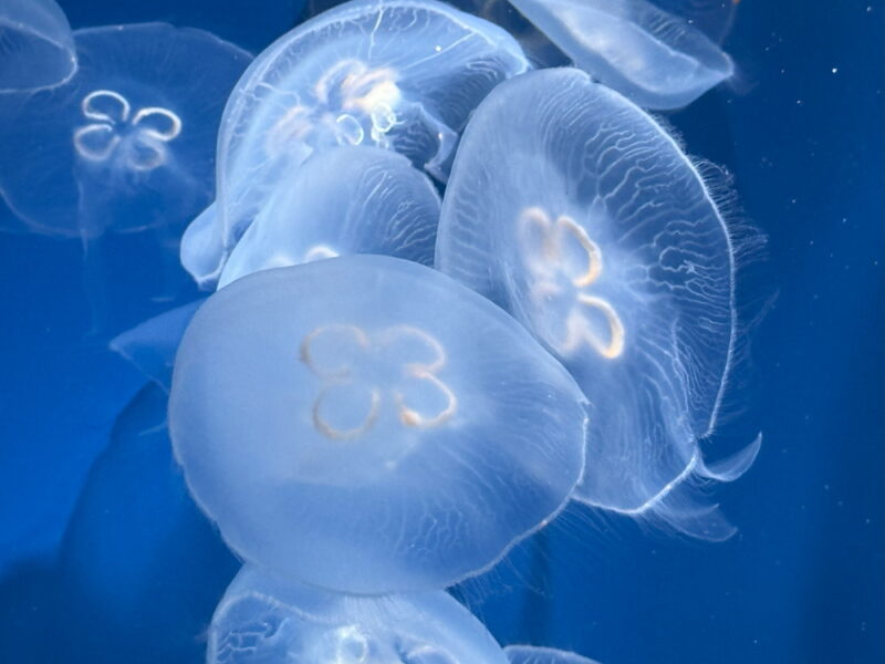 須磨水族館の写真