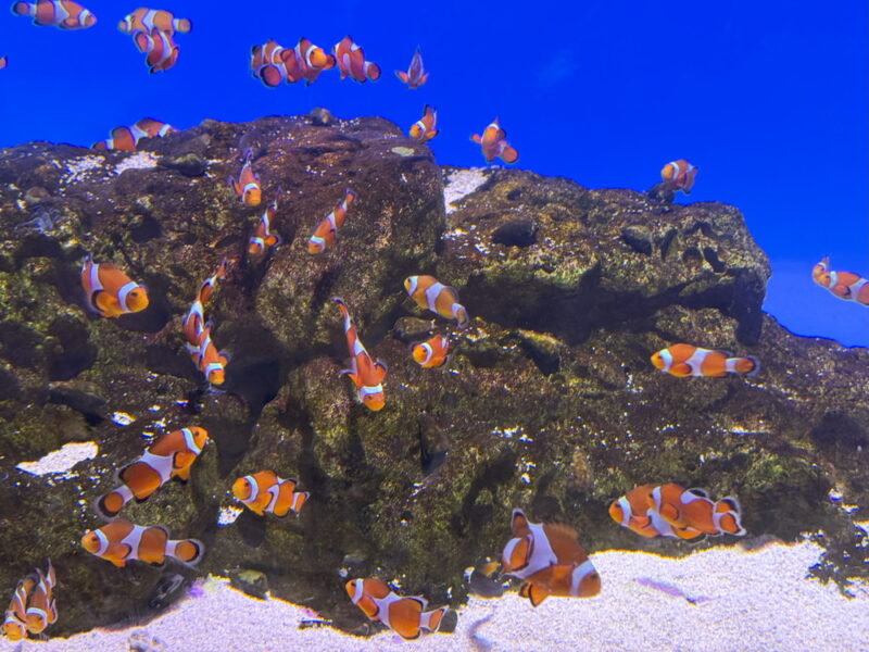 須磨水族館の写真